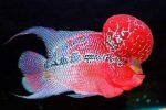 Red Dragon Flowerhorn cichlid 1.25-2.0 inch FREE OVERNIGHT SHIPPING!!!!! Buy Online 