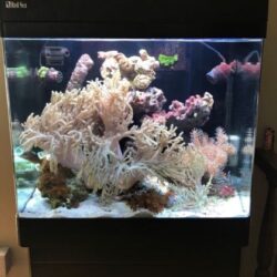 Red Sea Max 130D Full Reef Setup - Livestock Not Included Buy Online 