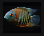 Red Shoulder Severum - Live South American Cichlid - Tropical Aquarium Fish Buy Online 