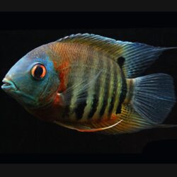 Red Shoulder Severum - Live South American Cichlid - Tropical Aquarium Fish Buy Online 