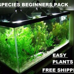 10 DIFFERENT SPECIES 50+ stems FULL 30g planted tank easy beginner aquarium Buy Online 