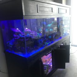 300+ Gallon Acrylic aquarium build(after order placed) standard or custom.  Buy Online 